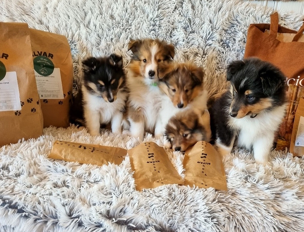 Pieniä sheltin pentuja alvarin kasvattajakerho paketin kanssa.