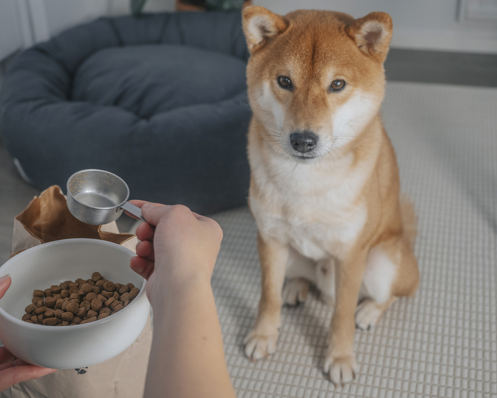 Shiba istuu ja ihminen mittaa desimitalla nappuloita kulhoon..