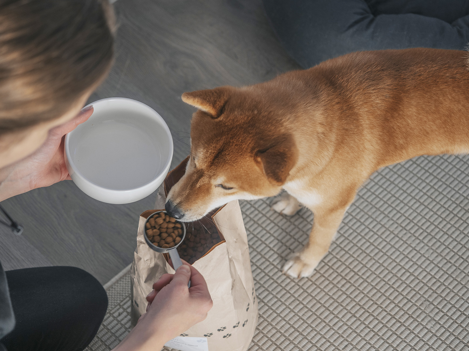 Shiba haistelee desimittaa, jossa on kuivanappuloita.