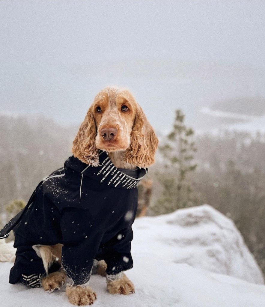 Intervjun med vår fiiin kund, cockerspaniel Nelson.