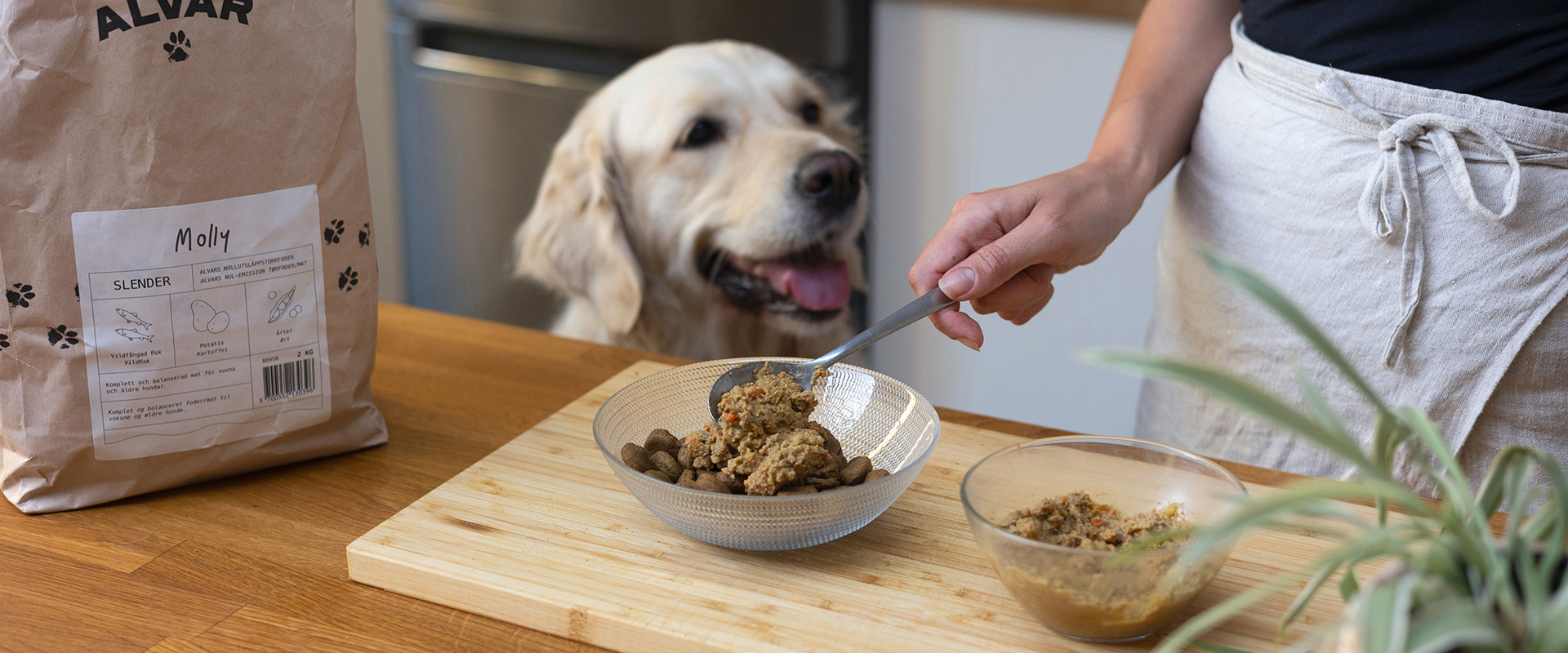 Photo of Golden Retriever waiting to be served her Alvar dog food.