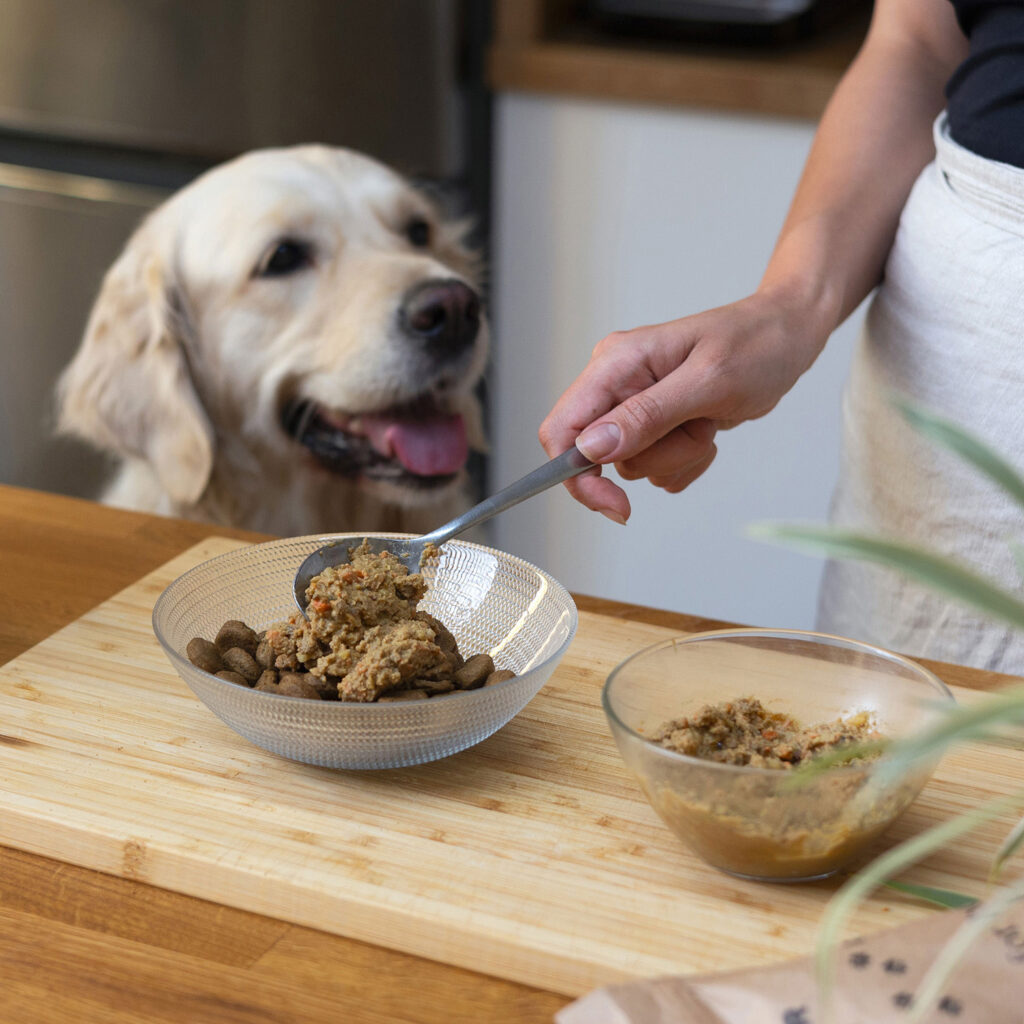 Photo of Golden Retriever waiting to be served her Alvar dog food.
