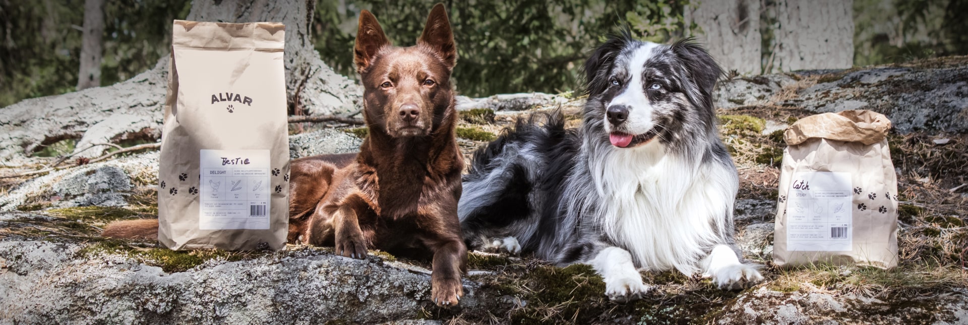 En kelpie och en aussie med Alvar Pets foder